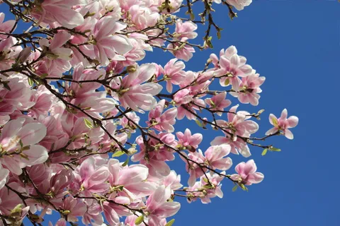粉色,花朵,晴朗,蓝色,天空,春假,三月疯狂,春天前进 粉色,花朵,晴朗,蓝色,天空,春假,三月疯狂,春天前进