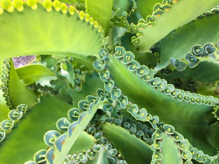 绿色，深绿色，花，仙人掌植物，植物，颜色，频率，重复