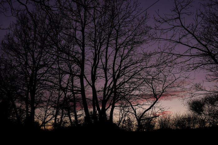 树木，冬天，自然，风景，日落，树枝，剪影，云