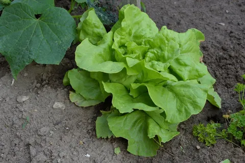 沙拉,生菜,绿色,菜园,花园,床,叶子,植物部分 沙拉,生菜,绿色,菜园,花园,床,叶子,植物部分