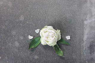 花，植物，玫瑰，花朵，花瓣，白色，绿色，插花