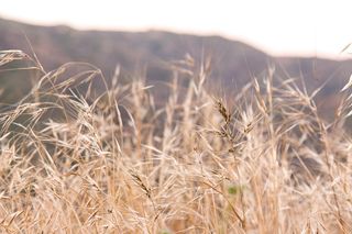 植物、食品、农产品、粮食、蔬菜、草、种子、植被
