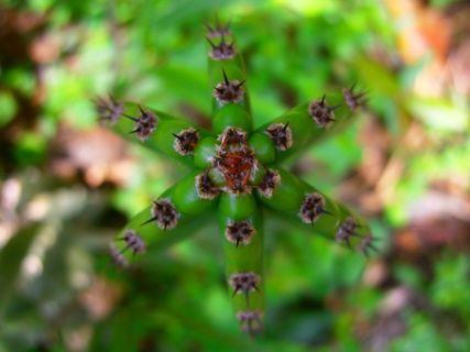 仙人掌，刺，观赏植物，植物，特写，自然，白天，没有人
