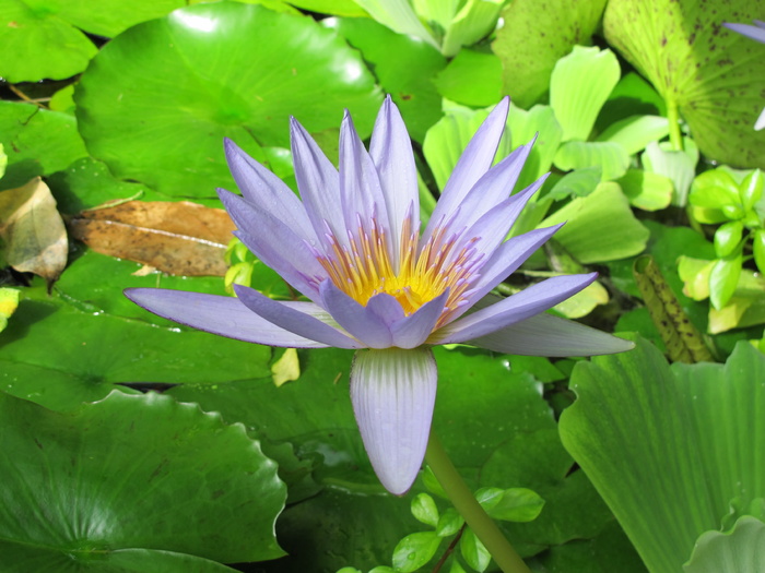 百合，丁香百合，睡莲，百合池，开花，睡莲垫，植物园，剑桥