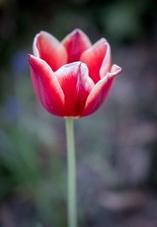 自然，花，植物，郁金香，夏天，叶子，花园，明亮