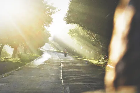 树,树,光线,道路,早晨,植物,阳光,自然 树,树,光线,道路,早晨,植物,阳光,自然