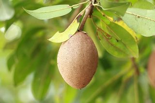 sapodilla，水果，食品，农业，自然，美味，食用食品，叶