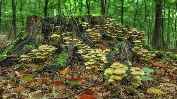 蘑菇,蘑菇群,森林,秋天,苔藓,收集,森林蘑菇,原木 蘑菇,蘑菇群,森林,秋天,苔藓,收集,森林蘑菇,原木