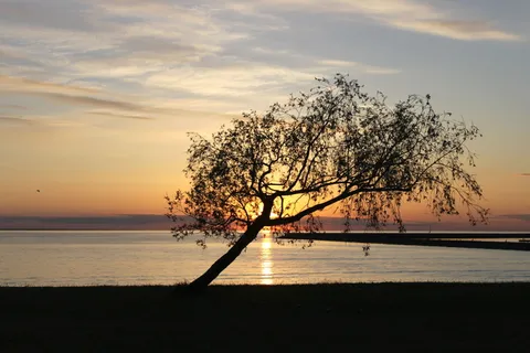 日落,树木,夏天,剪影,大海,塔林,夜晚,风景 日落,树木,夏天,剪影,大海,塔林,夜晚,风景
