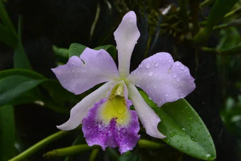 兰花, 新加坡, 植物园, 花, 开花植物, 自然之美, 植物, 漏洞