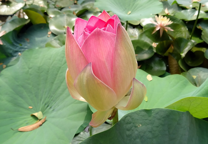 粉红色、米色、花瓣状花、莲花、花朵、莲藕、荷花、花蕾