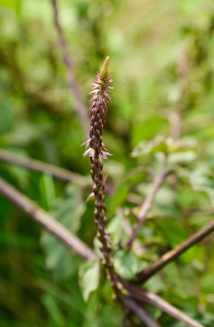 草抓，草药，植物，生长，特写，自然，自然之美，白天