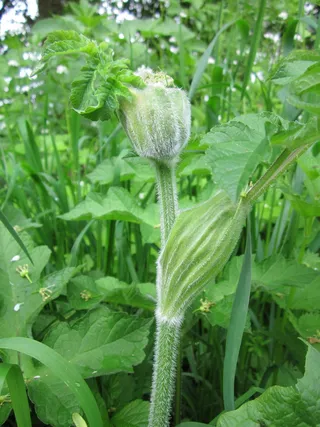 heracleum sphondylium，eltrot，猪草，普通猪草，野花，植物，植物学，物种