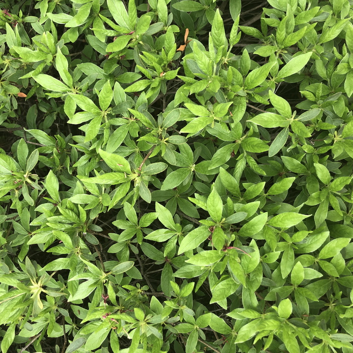 植物，植被，灌木，草，盆栽植物，罐子，花瓶，陶器