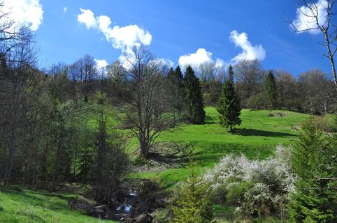 小溪，小溪，水，草地，自然，风景，风景，绿色
