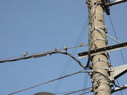 日本，toyonaka shi，hotarugaike站，电力线，大阪，鸟类，街道，天空