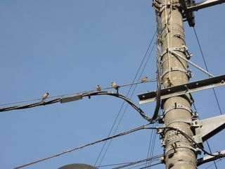 日本，toyonaka shi，hotarugaike站，电力线，大阪，鸟类，街道，天空