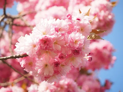 樱花,日本樱花,气味,开花,开花,日本樱花,观赏樱花,春天 樱花,日本樱花,气味,开花,开花,日本樱花,观赏樱花,春天