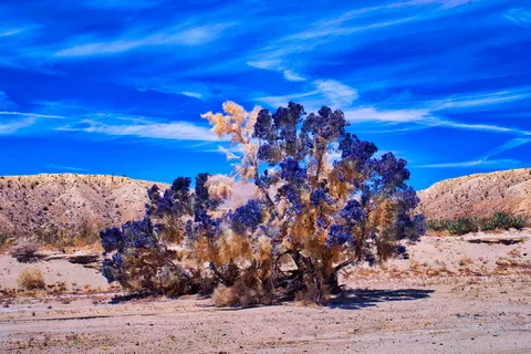 阿罗约中的蓝花楹树。