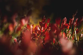 意大利，aosta，选择性聚焦，植物，花，开花植物，红色，自然