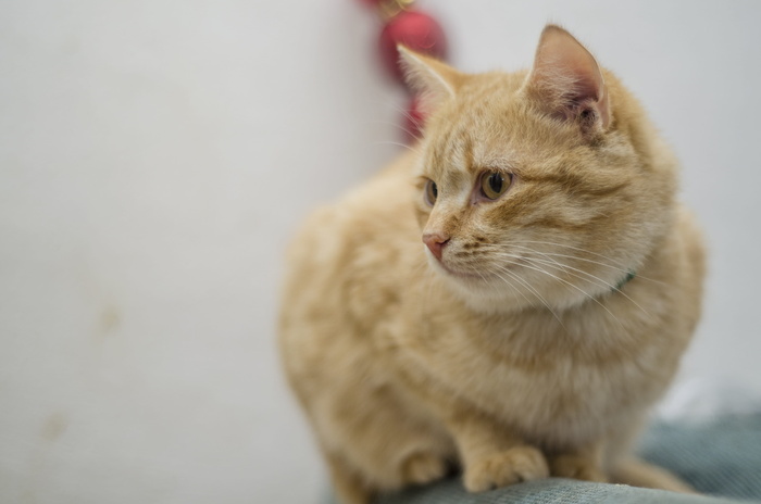 选择性、聚焦摄影、橙色、虎斑猫、猫、家养、胡须、凝视