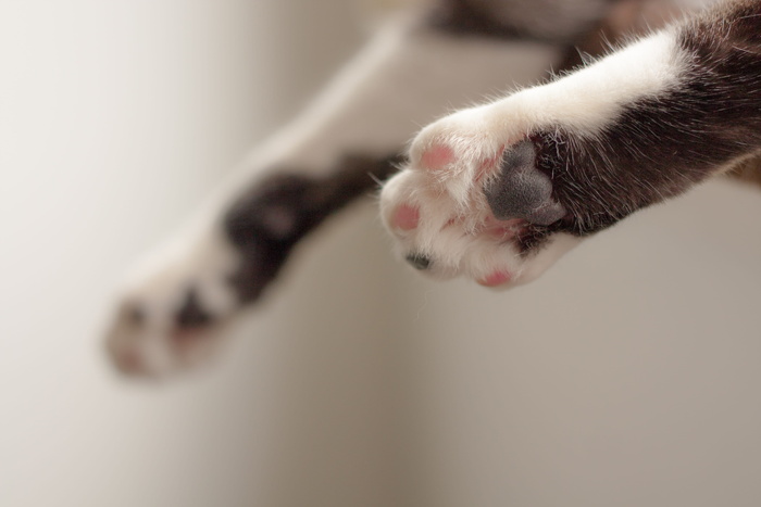 浅焦摄影中的猫爪
