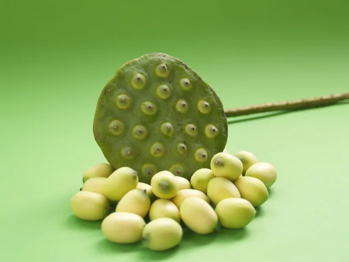 莲花、种子、花、叶、豆荚、印度、特写、孤立