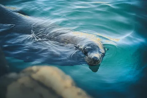特写摄影,海狮,游泳,身体,水,海豹,清晰,动物 特写摄影,海狮,游泳,身体,水,海豹,清晰,动物