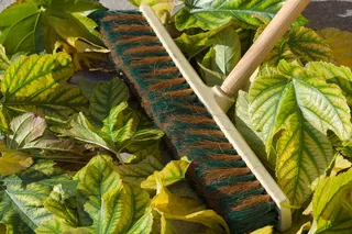 叶子，扫帚，秋天，花园，叶子，植物部分，绿色，生长