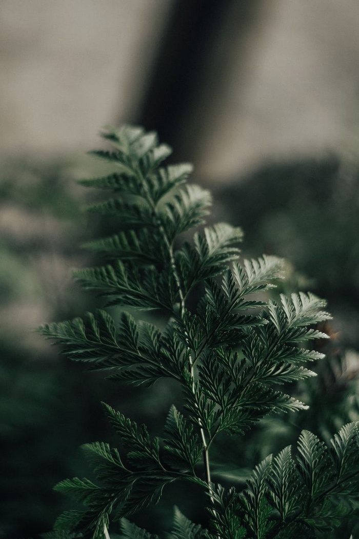 绿叶植物