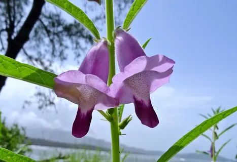 花,紫色,芝麻,Safed,Til,Tilam,Safed Til,sesamum indicum 花,紫色,芝麻,Safed,Til,Tilam,Safed Til,sesamum indicum