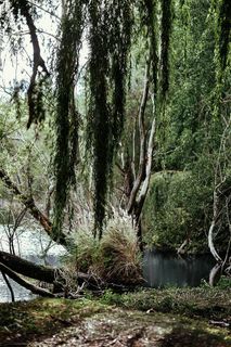 森林中河的倒影