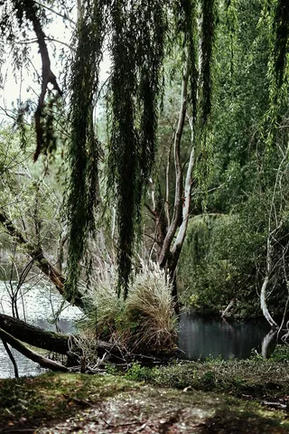 森林中河的倒影