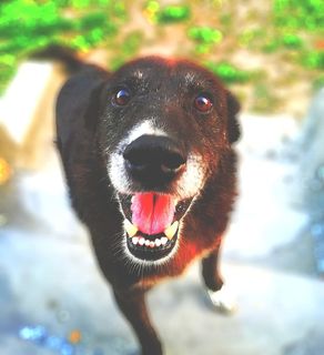 黑色短毛狗的选择性聚焦摄影