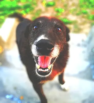 黑色短毛狗的选择性聚焦摄影