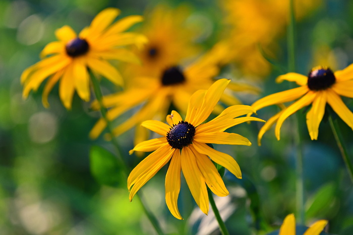 rudbeckia，黑眼苏珊，花，植物，开花向日葵科，圆锥花，rudbeckia hirta，多年生