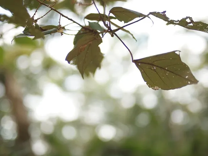 叶子，植物，树，叶脉，叶斑，光，阳光，枫叶
