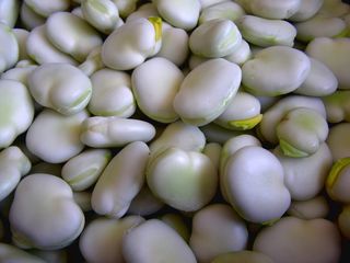 白豆，蚕豆，鲍伯，种子，绿色，蔬菜，食用，维生素