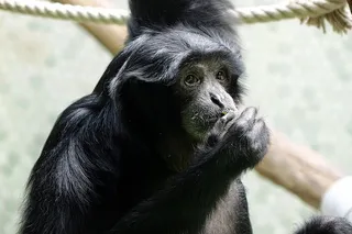 进化，猴子，动物，灵长类，哺乳动物，动物主题，猿，一种动物