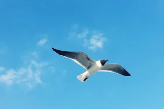 美国，桃金娘海滩，天空，动物，云，鸟，海洋，蓝色