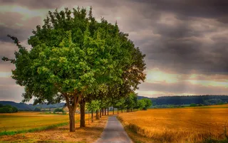 灰色、混凝土、道路、周围、树木、景观、自然、玉米地