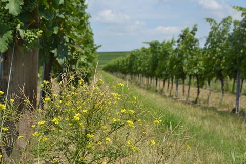 葡萄园，葡萄酒，葡萄，农业，酿酒厂，收获，葡萄藤，水果