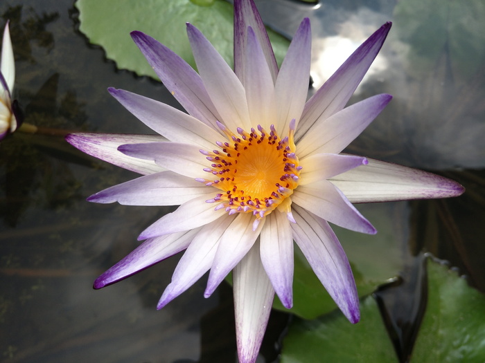 睡莲，莲花，植物，花，开花，开花植物，花瓣，脆弱性