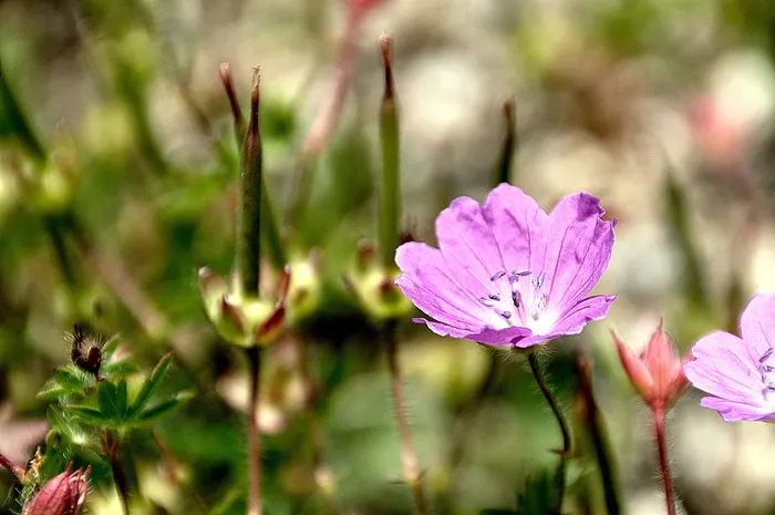 避免松鼠根部损伤，膜喷，花，植物，花，开花植物，美丽自然，清新