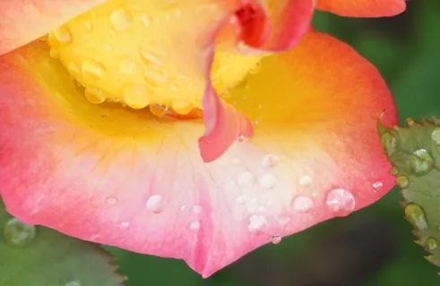 farbenspiel,滴水,串珠,植物,紧密,花瓣,新鲜度,开花植物 farbenspiel,滴水,串珠,植物,紧密,花瓣,新鲜度,开花植物