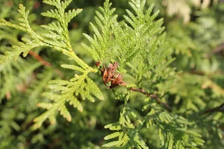 针叶树，树枝，针叶树，树木，针叶，自然，绿色，松果