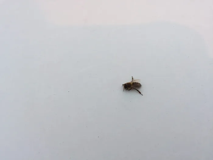 bee附属于bonnet，deutschland，jena，2016年11月，动物，动物主题，无脊椎动物，昆虫