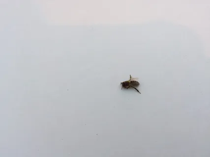 bee附属于bonnet,deutschland,jena,2016年11月,动物,动物主题,无脊椎动物,昆虫 bee附属于bonnet,deutschland,jena,2016年11月,动物,动物主题,无脊椎动物,昆虫