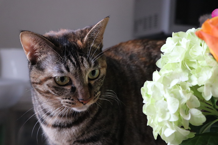 猫，宠物，动物，可爱，动物，花，绣球花，凯蒂猫