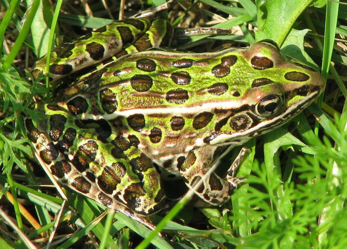 加拿大安大略省moneymore garden有益北豹蛙lithobates pipiens植物